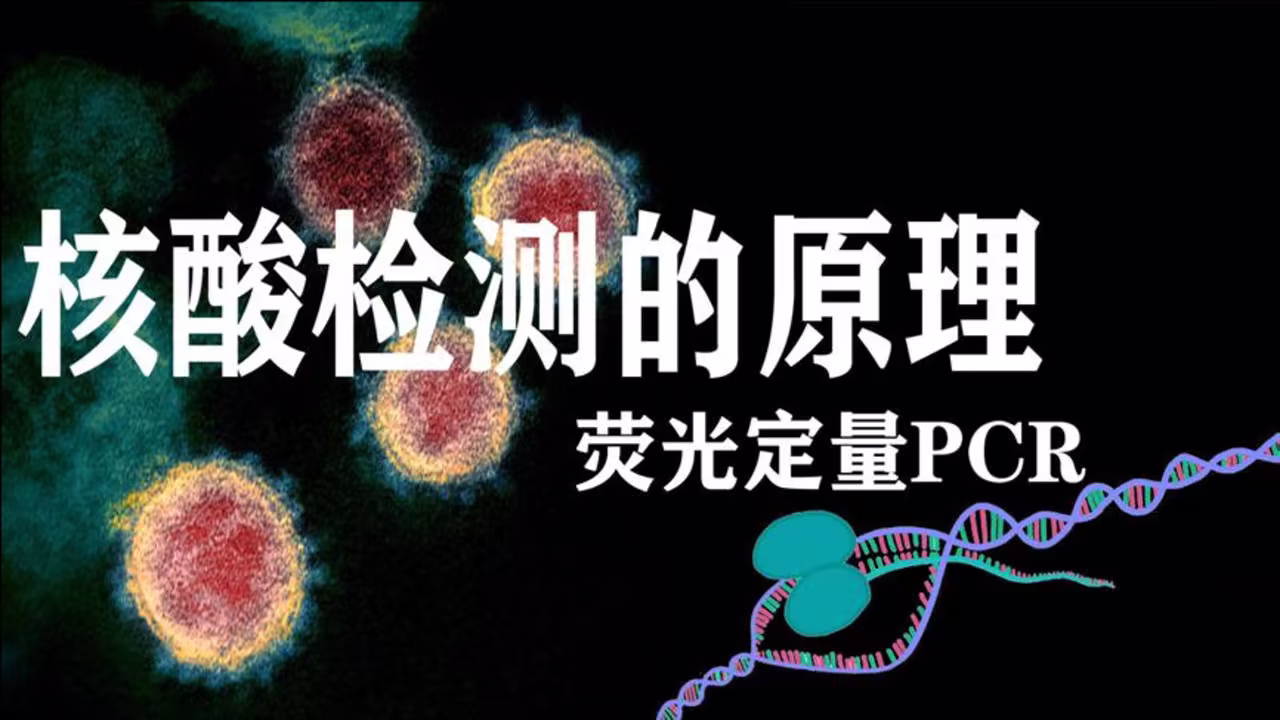 pcr是什么意思-PCR(生物學的聚合酶鏈反應)