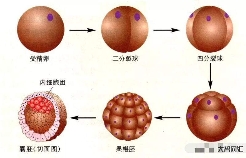 正常胚胎圖囊胚-「生殖吧」囊胚培養之“自然選擇”