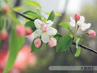 綠肥紅瘦是什么季節-《知否》中有7對真愛夫妻，其中有一對是顧二叔和盛明