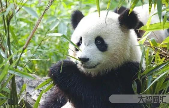 大熊貓是貓嗎-從深山走向世界 大熊貓一百五十年簡史