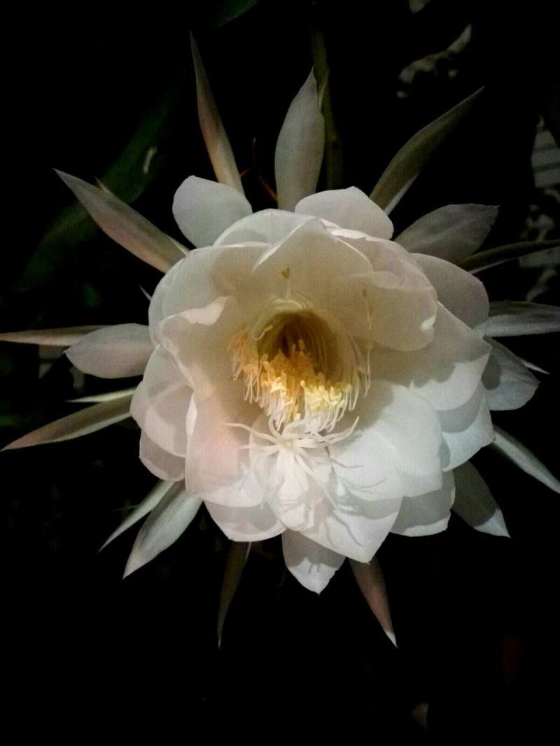 曇花一現(xiàn)只為韋陀-「詩詞鑒賞」曇花一現(xiàn)為韋陀，古詩詞里的曇花，一現(xiàn)剎那