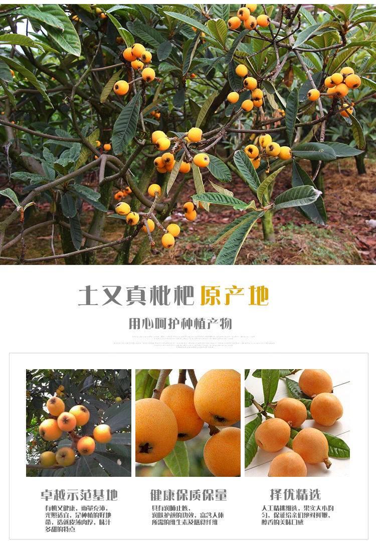 琵琶水果功效與作用是什么-枇杷的營養價值和主要用途 琵琶水果功效與作用是什么-枇杷的營養價值和主要用途