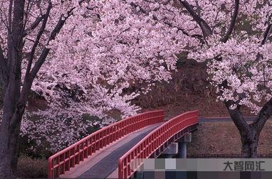 櫻花拼音和意思，櫻桃拼音如何拼寫