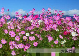 夏天開的花有什么花圖片，適合夏天養的花有哪些