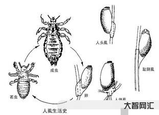 陰虱是什么原因得的-為什么現在還有人長陰虱?醫個傳生:兩播途徑，每個人