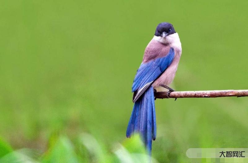 比翼鳥指什么生肖-山海經:在天愿作比翼鳥,在地愿為連理枝,比翼鳥的來歷 比翼鳥指什么生肖-山海經:在天愿作比翼鳥,在地愿為連理枝,比翼鳥的來歷