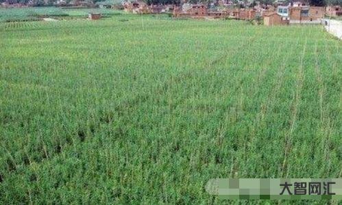 公頃和畝的換算