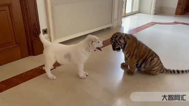《女生養大型烈犬的心理解析與安全指南》-《養大型烈犬的挑戰與應對方法》