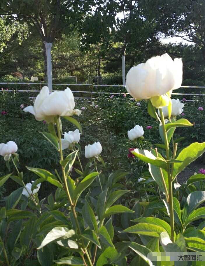 今天，十分想念您……-懷念已故親人