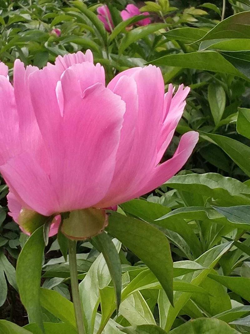今天，十分想念您……-懷念已故親人