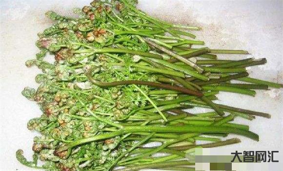 蕨菜的功效作用及危害-蕨菜能不能吃?到底能不能致癌?看看醫(yī)生怎么說(shuō) 蕨菜的功效作用及危害-蕨菜能不能吃?到底能不能致癌?看看醫(yī)生怎么說(shuō)