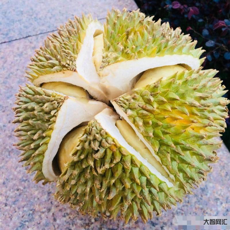 貓山王榴蓮多少錢一斤-價格被迫腰斬,馬來西亞貓山王榴蓮迎來“平民化”,跌至13元一斤 貓山王榴蓮多少錢一斤-價格被迫腰斬,馬來西亞貓山王榴蓮迎來“平民化”,跌至13元一斤