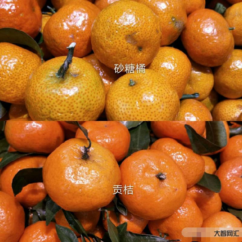 小砂糖橘的專屬車票-廣小砂糖橘研學圓滿結束,坐上專屬的民俗車廂玩嗨了#砂糖橘 小砂糖橘的專屬車票-廣小砂糖橘研學圓滿結束,坐上專屬的民俗車廂玩嗨了#砂糖橘