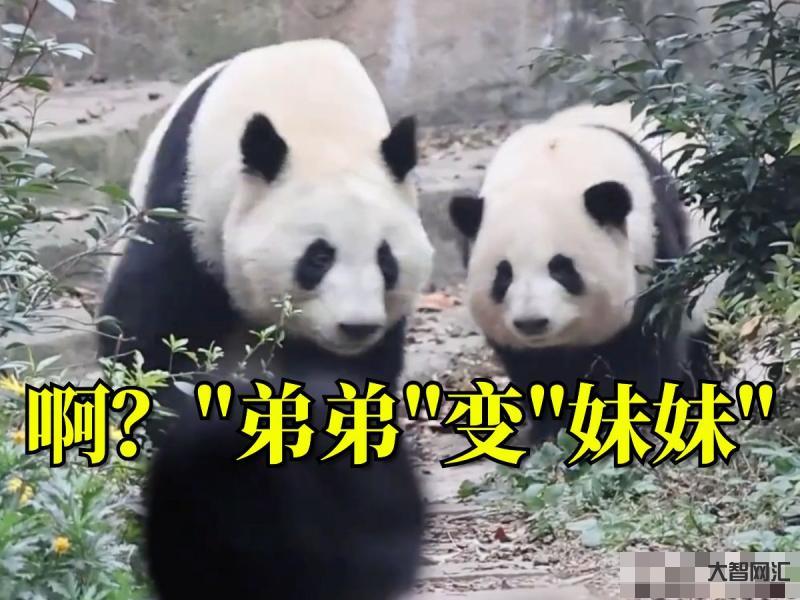 粉絲夾子音喊和葉妹妹-開年第一瓜和葉是女熊!譚爺爺出面親口證實,不愧是美蘭大姐的崽 粉絲夾子音喊和葉妹妹-開年第一瓜和葉是女熊!譚爺爺出面親口證實,不愧是美蘭大姐的崽