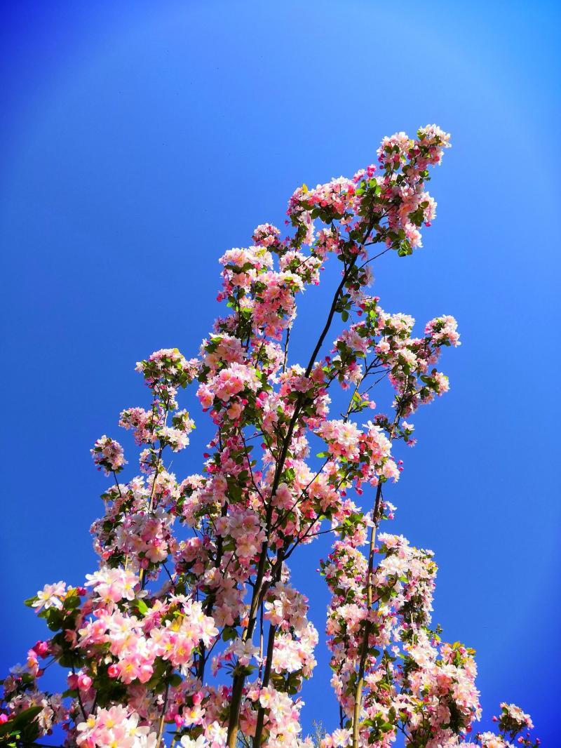 你是永遠盛開的花-你是永遠盛開的花